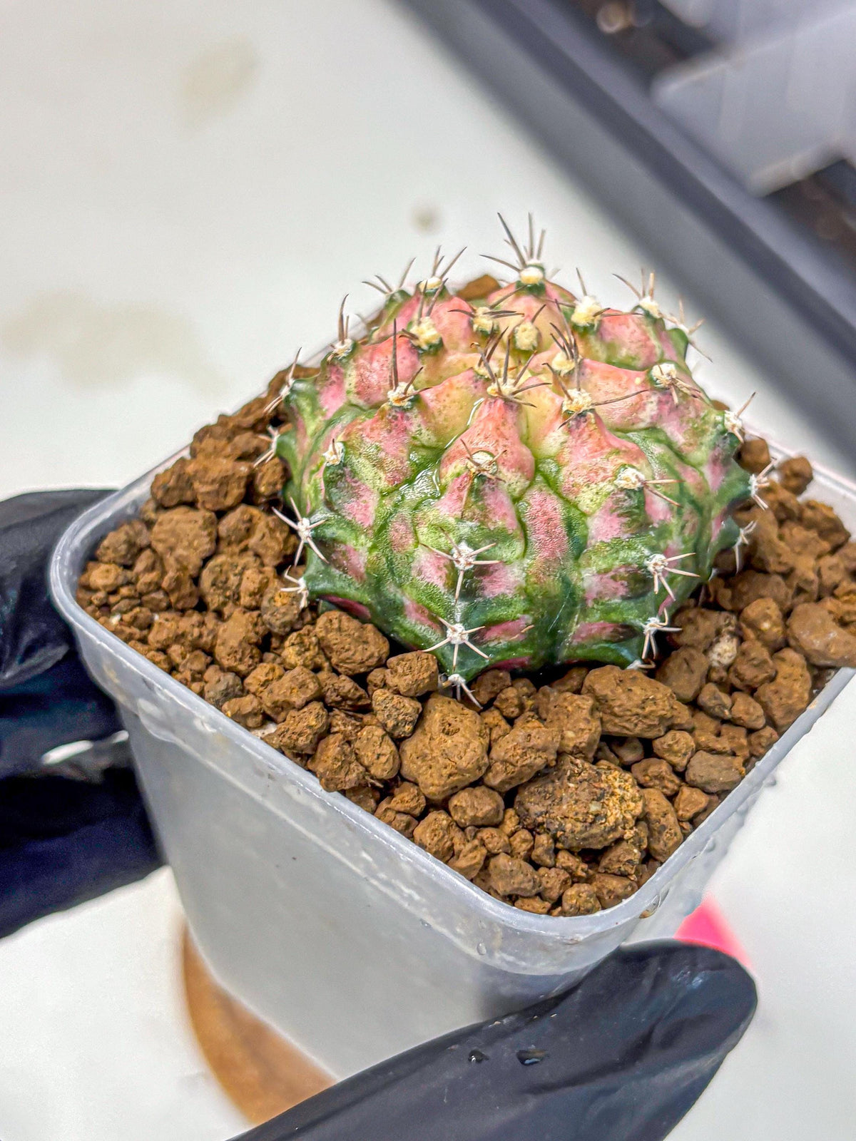 Gymnocalycium T-Rex (gy10) (pp) | Variegated Cactus