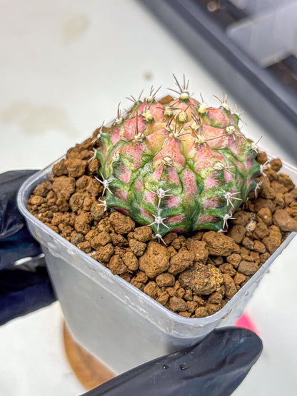 Gymnocalycium T-Rex (gy10) (pp) | Variegated Cactus