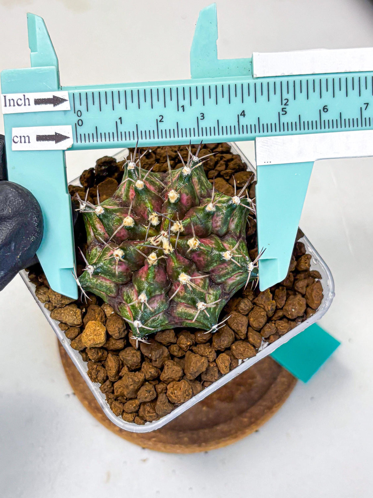 Gymnocalycium T-Rex (gy10) (gg) | Variegated Cactus