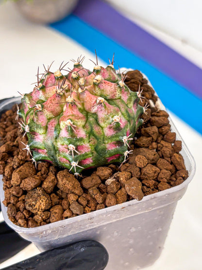 Gymnocalycium T-Rex (gy10) (pp) | Variegated Cactus