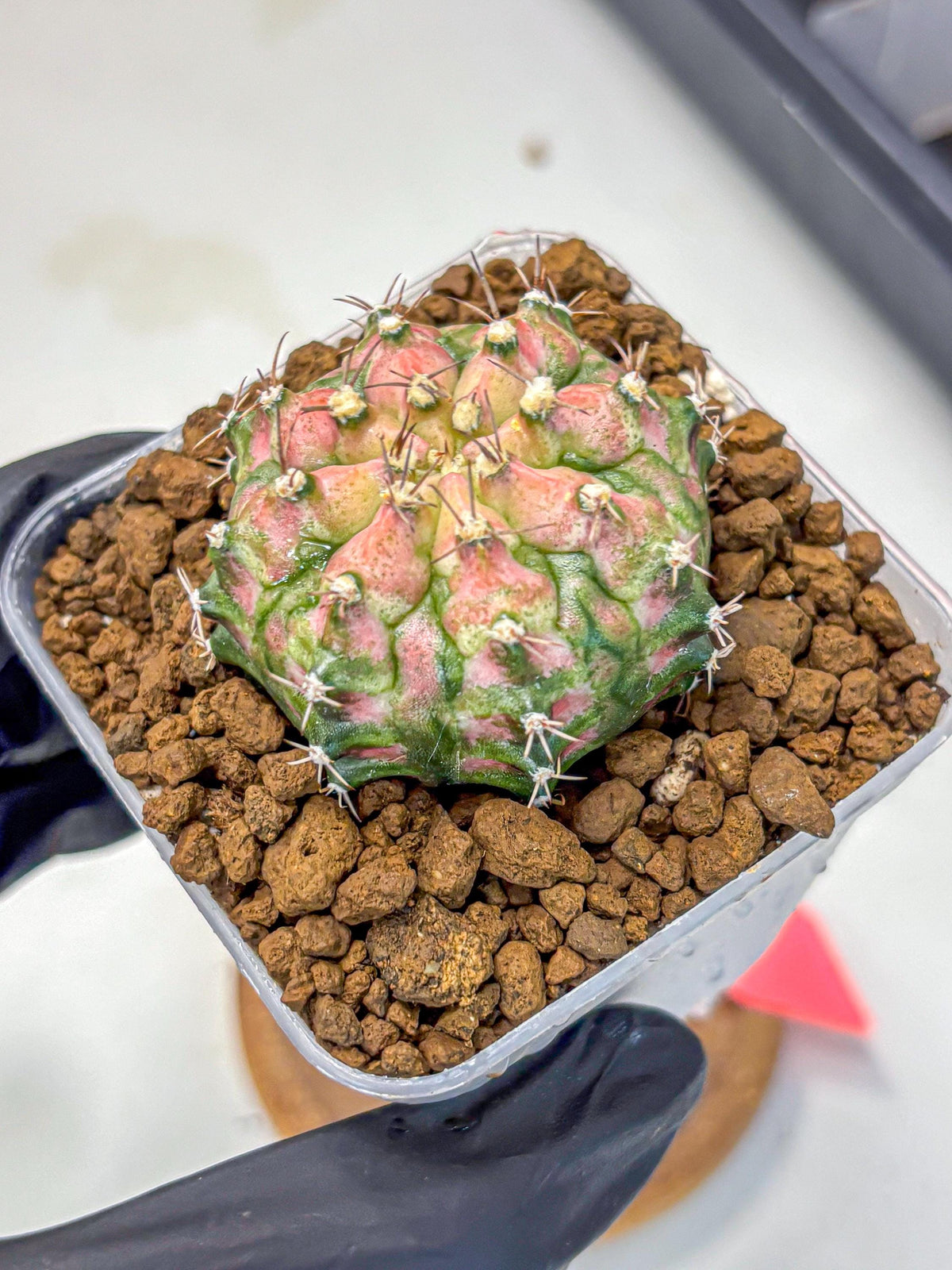 Gymnocalycium T-Rex (gy10) (pp) | Variegated Cactus