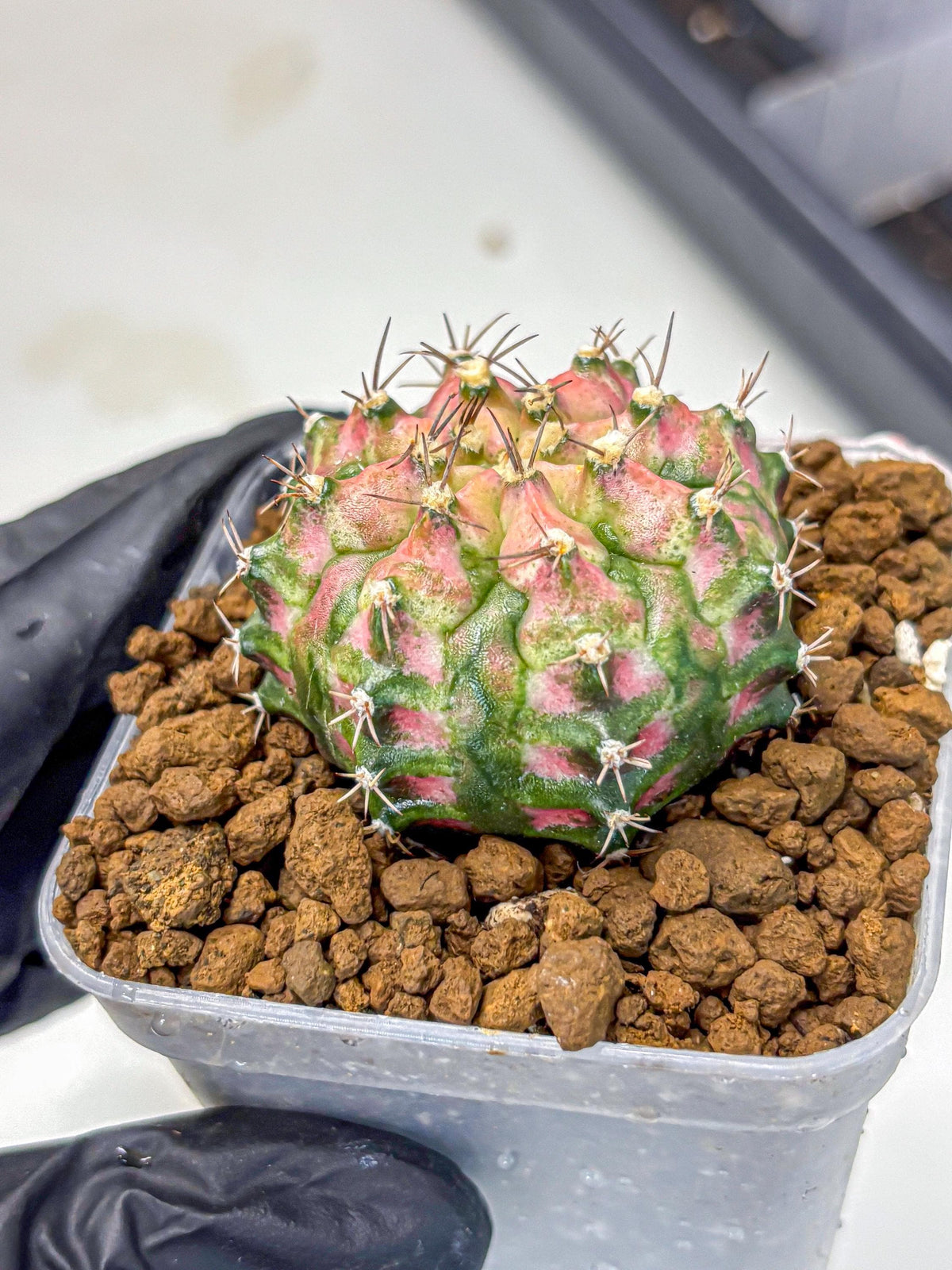 Gymnocalycium T-Rex (gy10) (pp) | Variegated Cactus