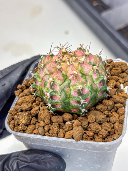 Gymnocalycium T-Rex (gy10) (pp) | Variegated Cactus