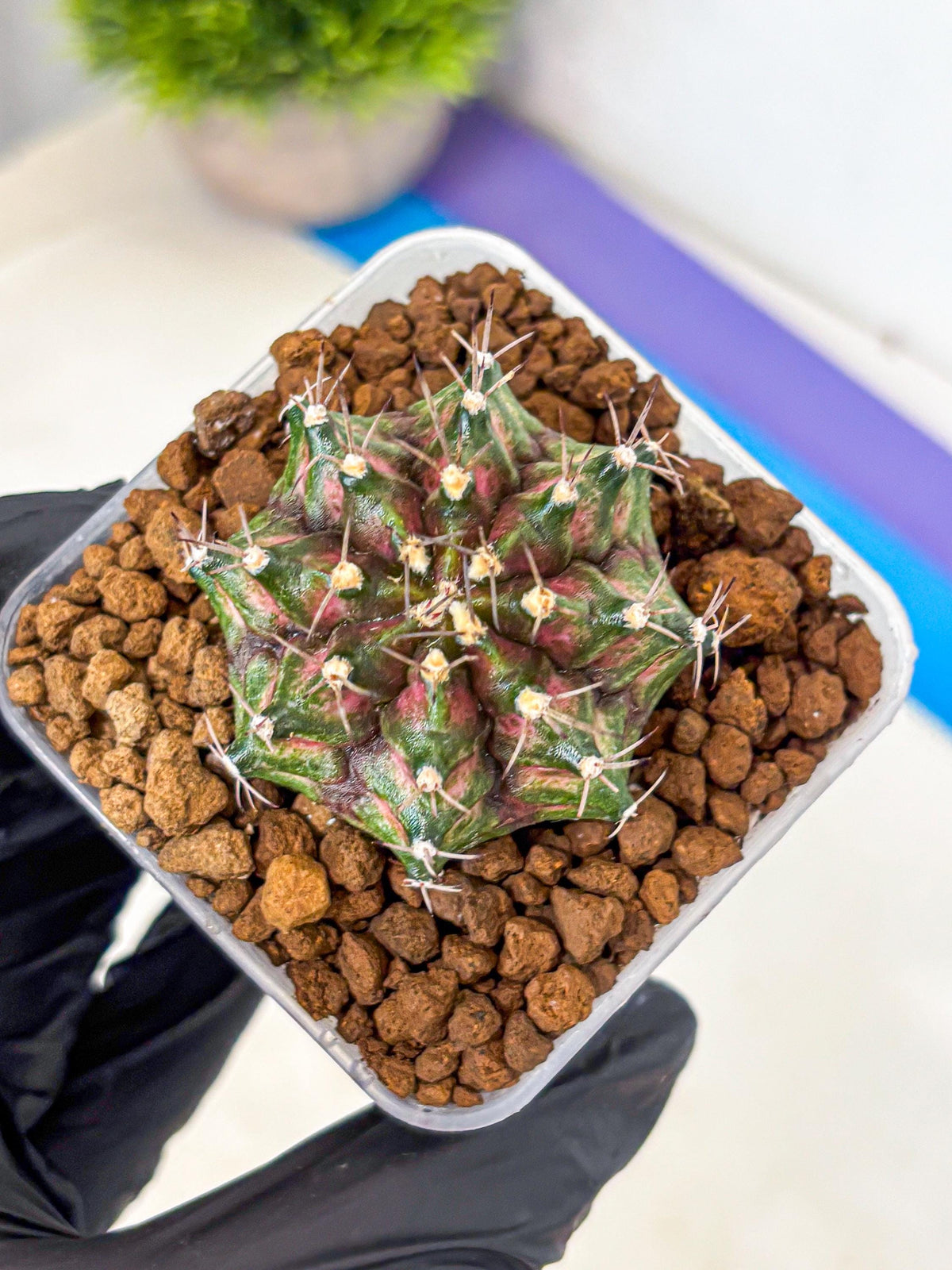Gymnocalycium T-Rex (gy10) (gg) | Variegated Cactus
