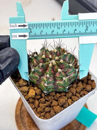 Gymnocalycium T-Rex (gy10) (gg) | Variegated Cactus