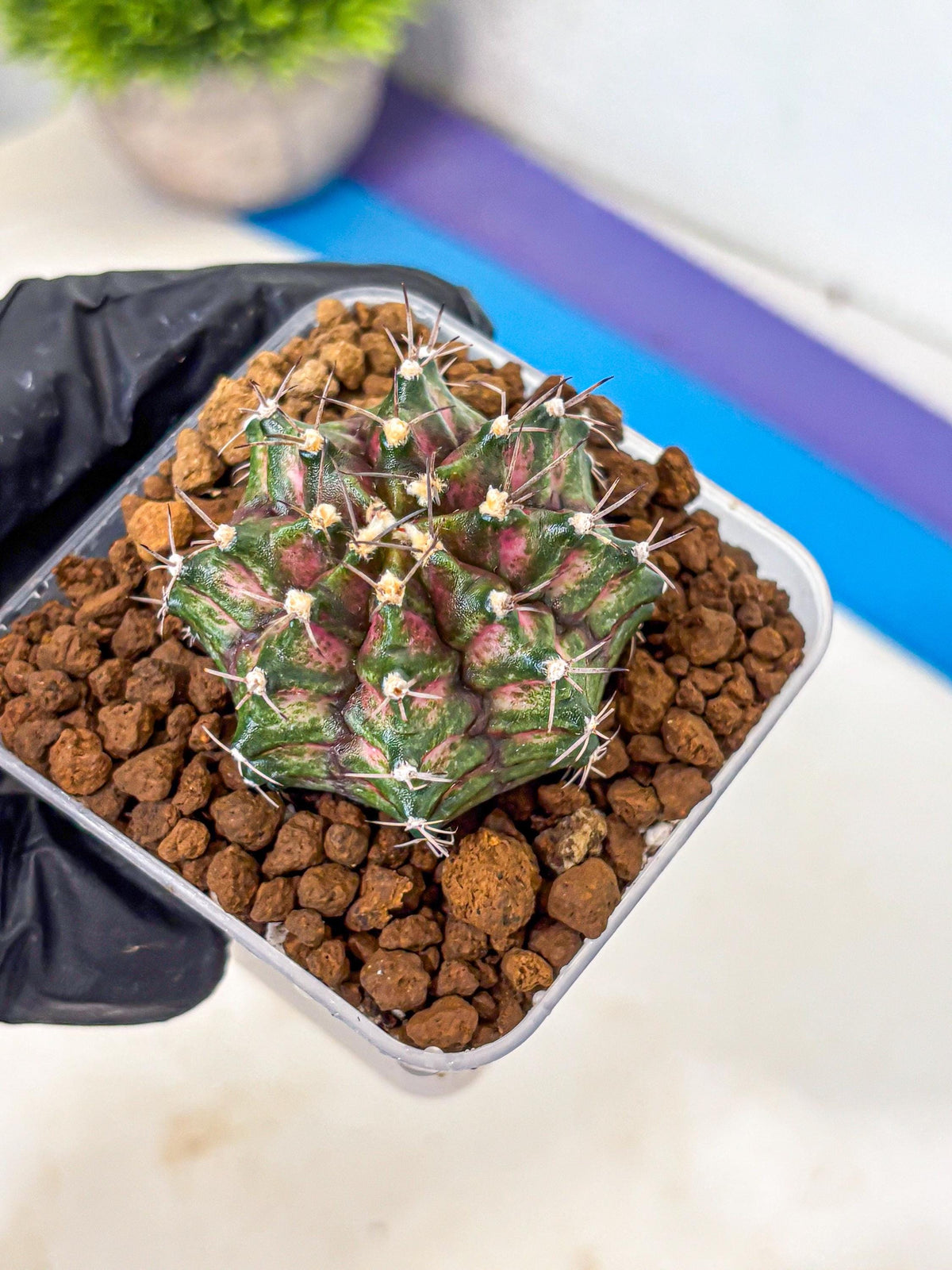 Gymnocalycium T-Rex (gy10) (gg) | Variegated Cactus