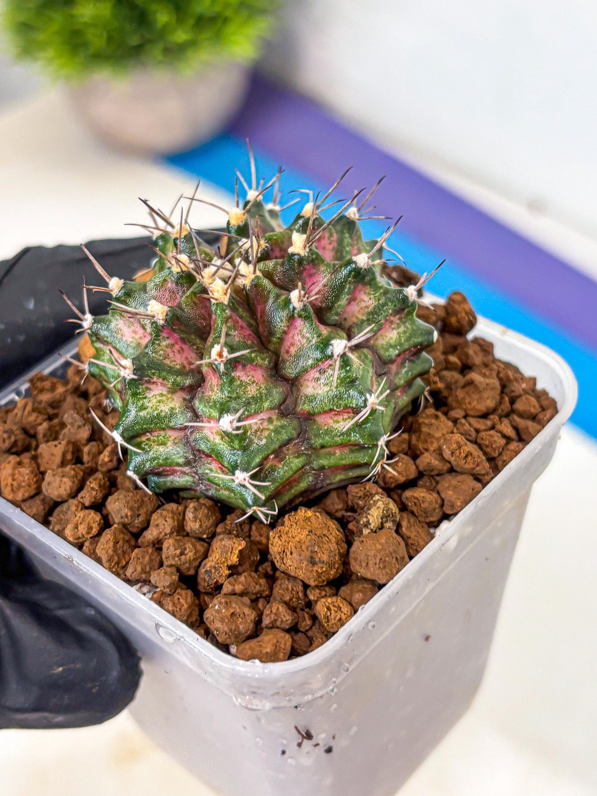 Gymnocalycium T-Rex (gy10) (gg) | Variegated Cactus