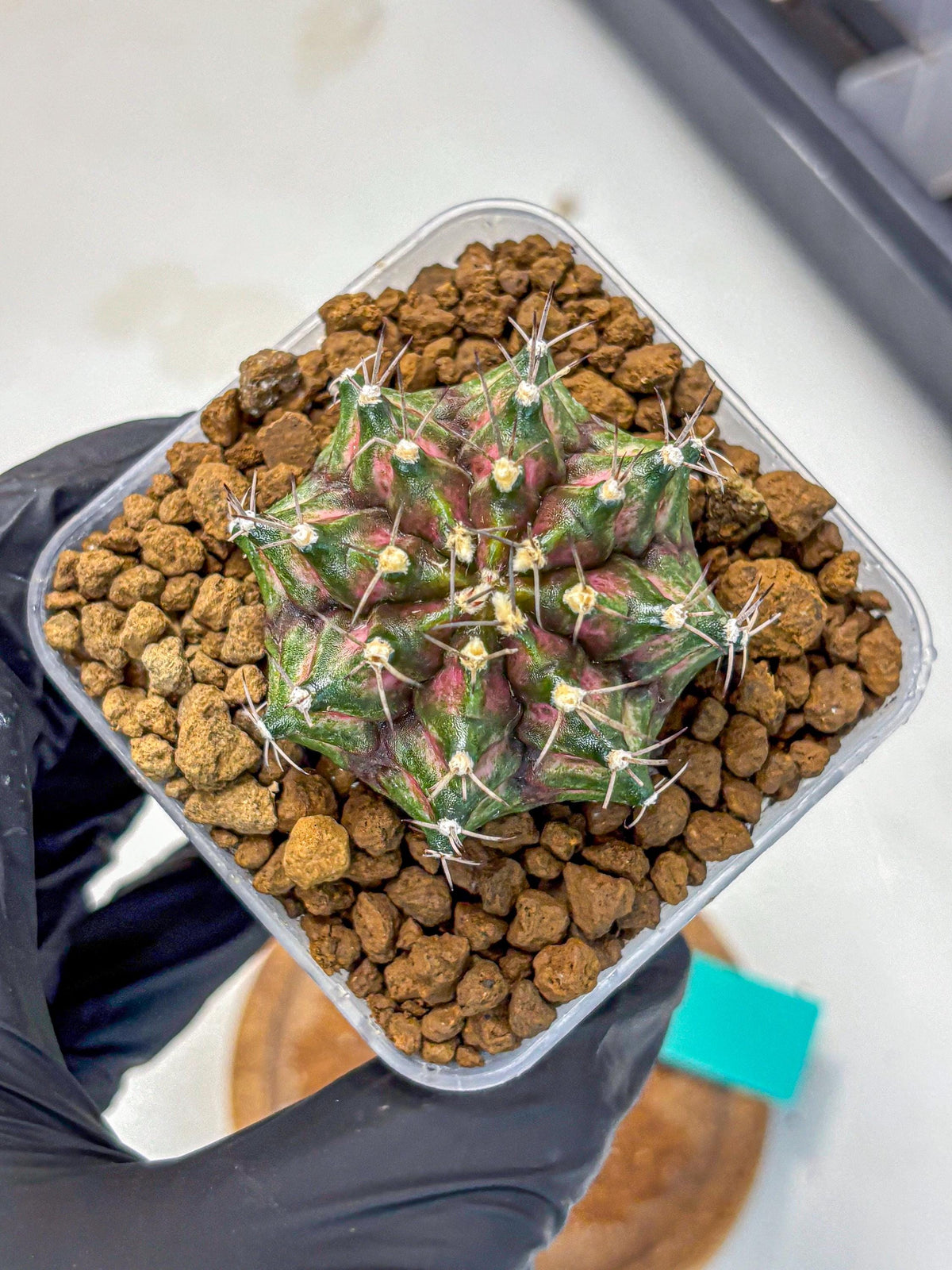Gymnocalycium T-Rex (gy10) (gg) | Variegated Cactus