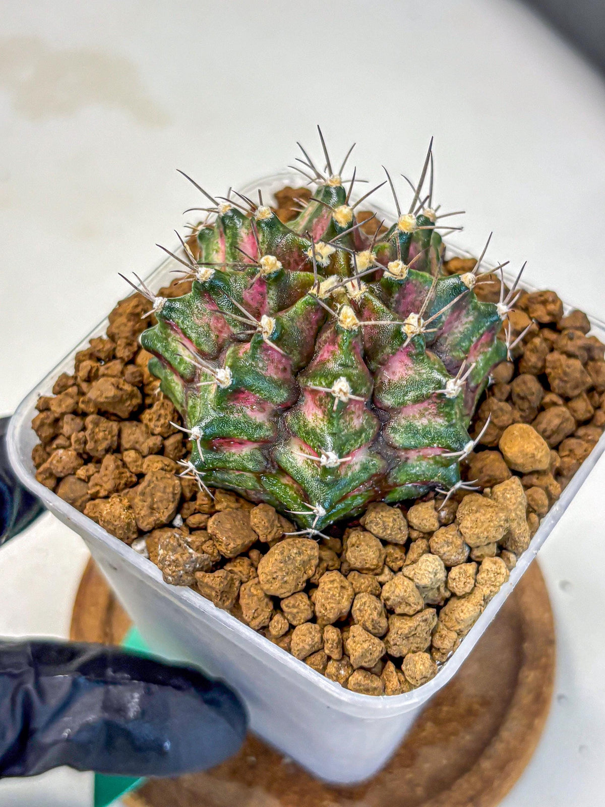 Gymnocalycium T-Rex (gy10) (gg) | Variegated Cactus