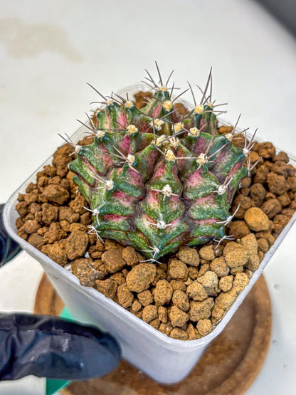 Gymnocalycium T-Rex (gy10) (gg) | Variegated Cactus