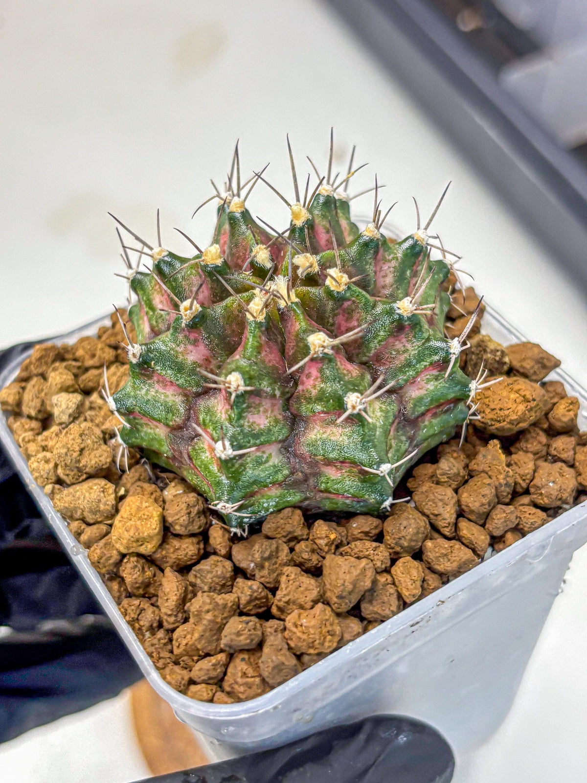 Gymnocalycium T-Rex (gy10) (gg) | Variegated Cactus