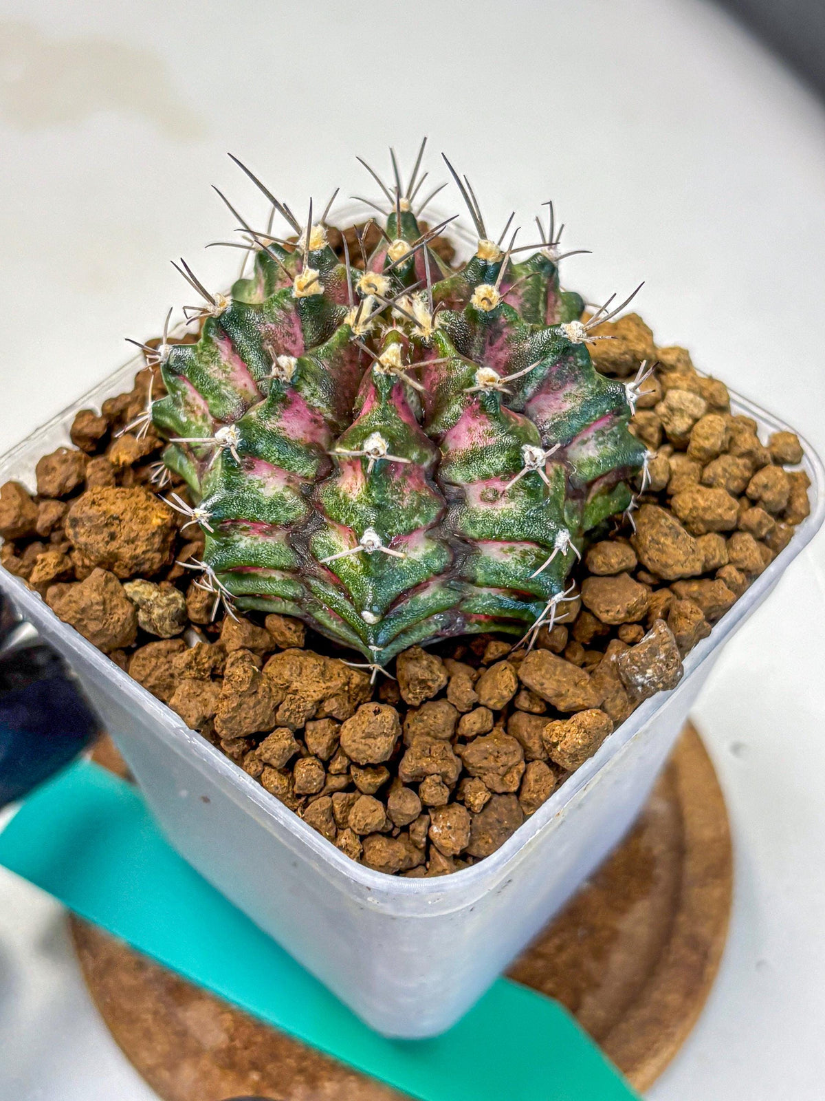 Gymnocalycium T-Rex (gy10) (gg) | Variegated Cactus