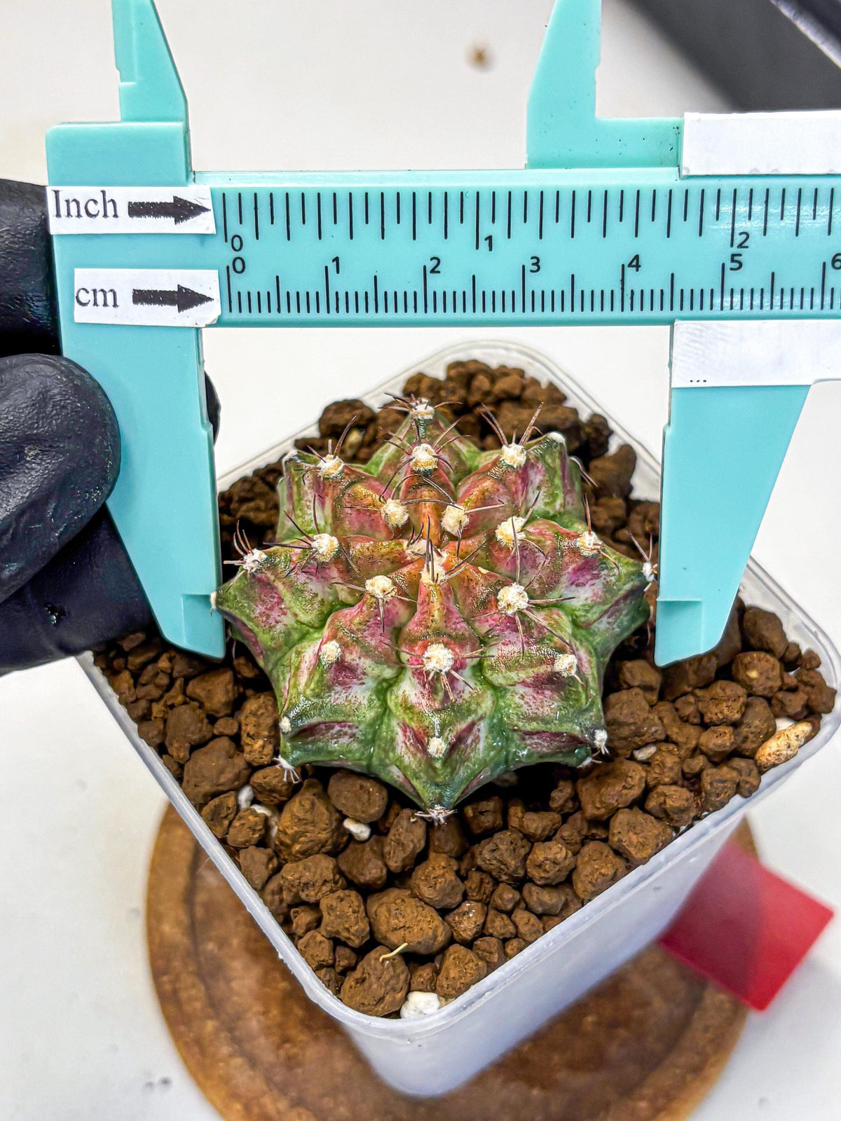 Gymnocalycium T-Rex (gy10) (rr) | Variegated Cactus