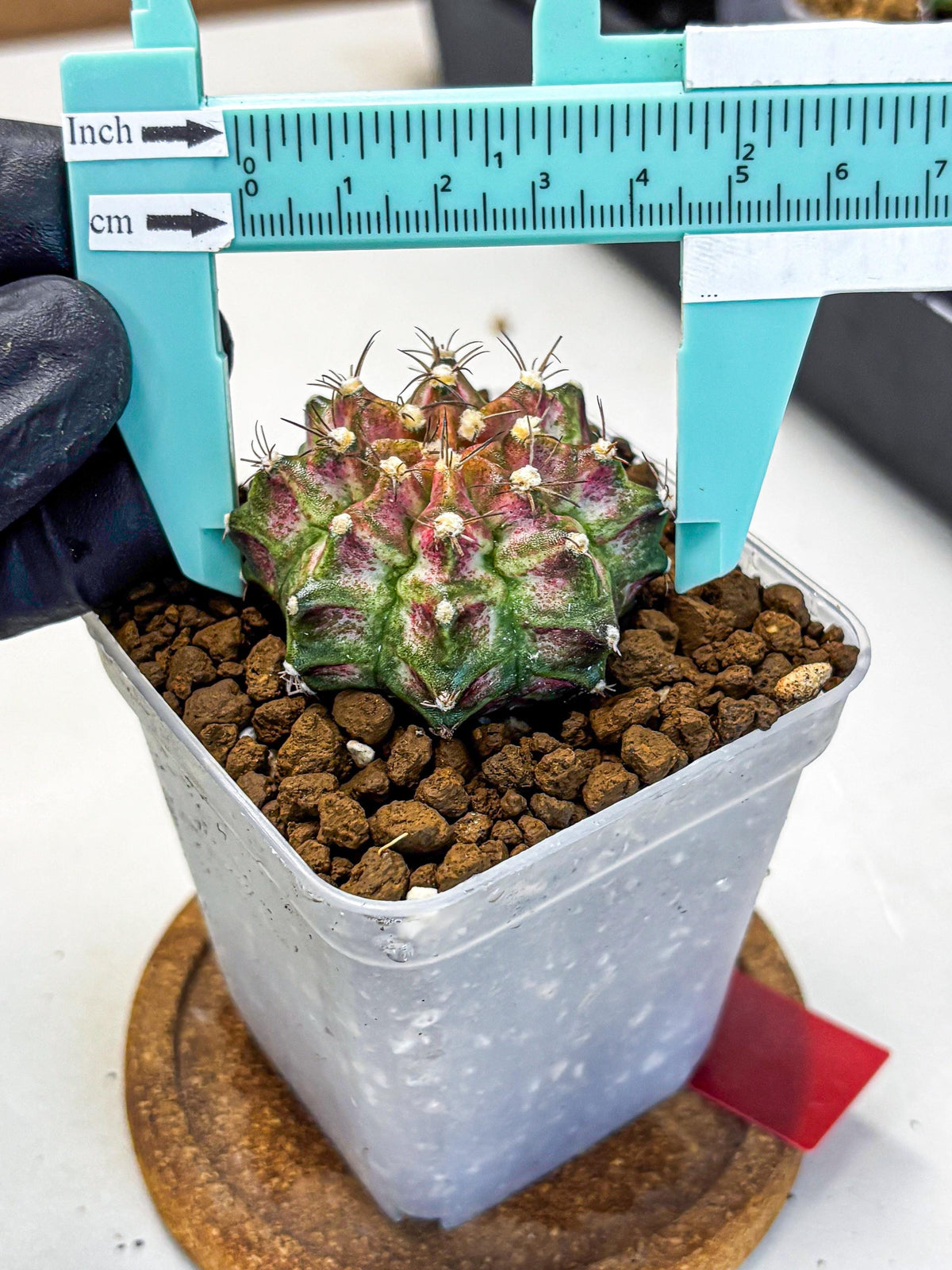 Gymnocalycium T-Rex (gy10) (rr) | Variegated Cactus