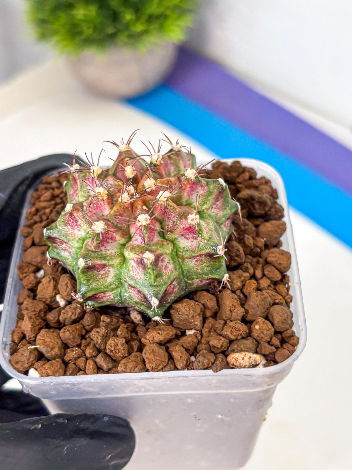 Gymnocalycium T-Rex (gy10) (rr) | Variegated Cactus