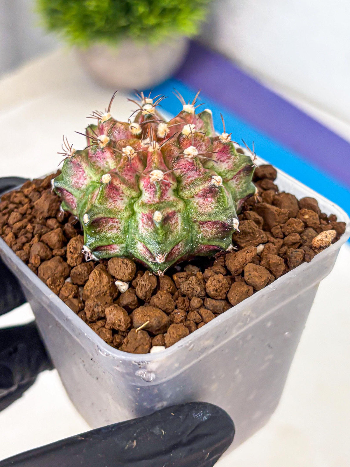 Gymnocalycium T-Rex (gy10) (rr) | Variegated Cactus