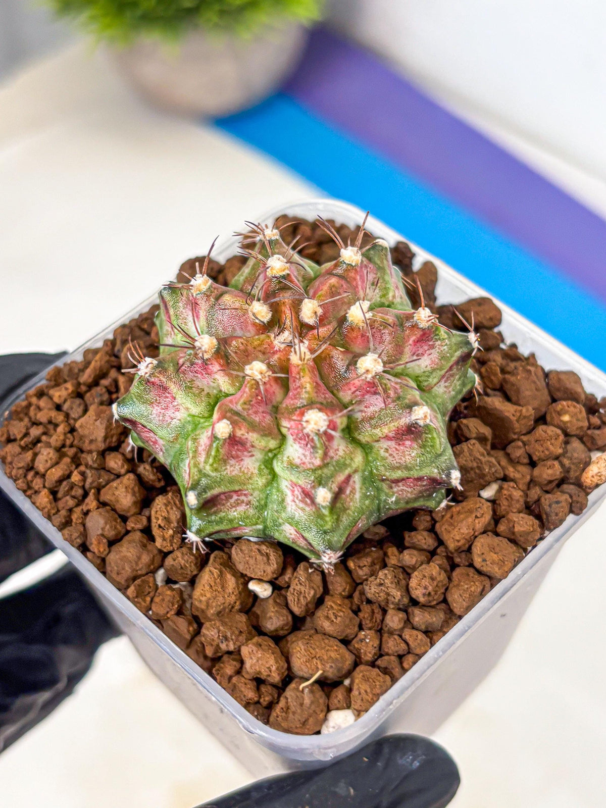 Gymnocalycium T-Rex (gy10) (rr) | Variegated Cactus