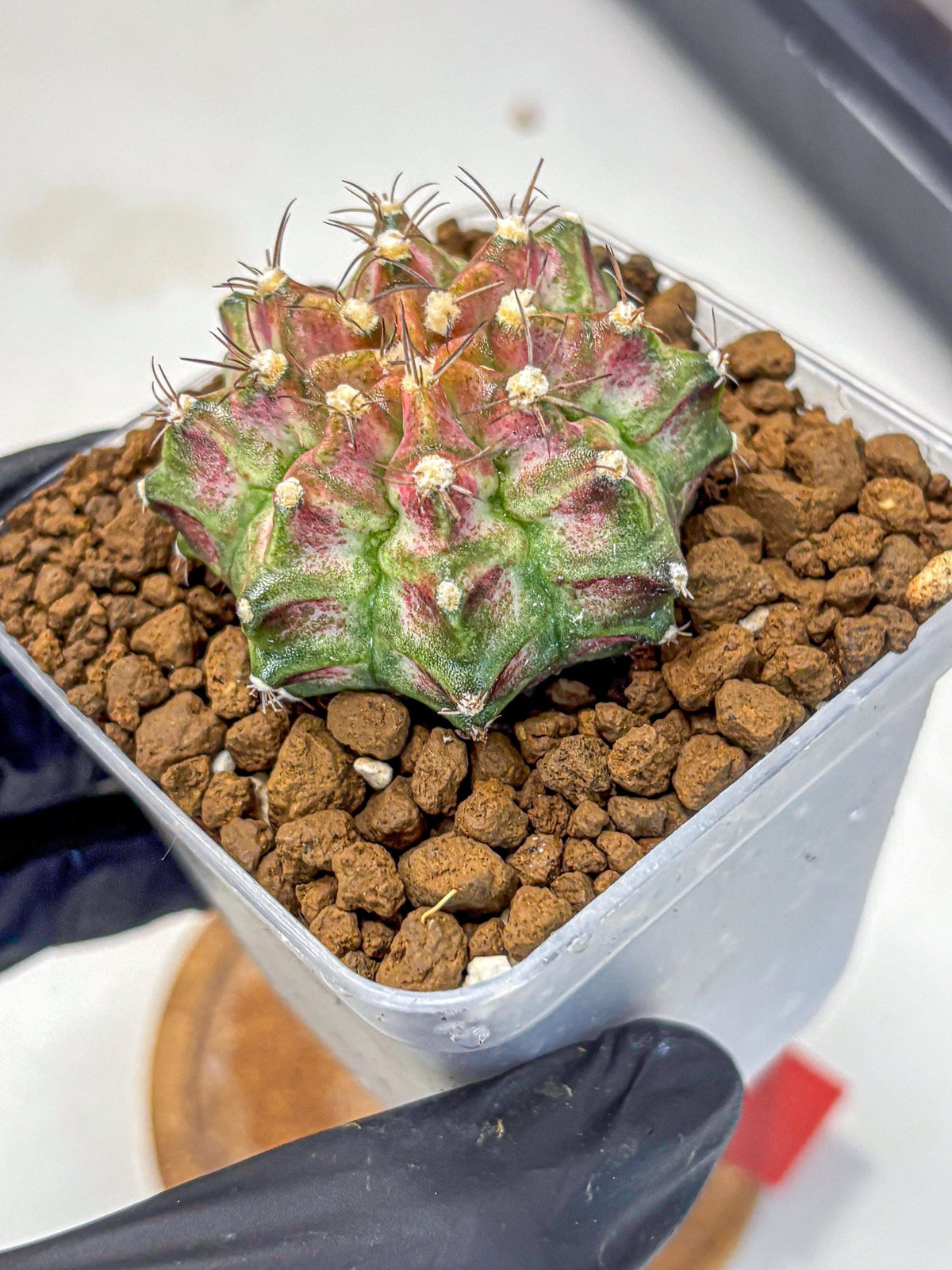 Gymnocalycium T-Rex (gy10) (rr) | Variegated Cactus