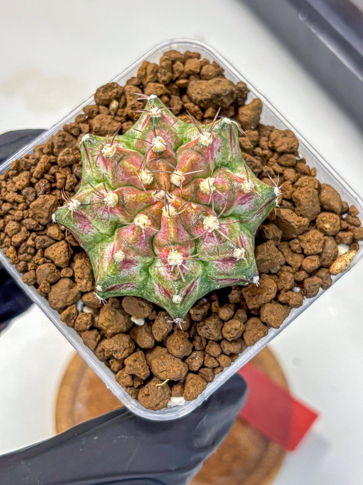 Gymnocalycium T-Rex (gy10) (rr) | Variegated Cactus