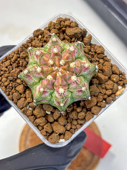 Gymnocalycium T-Rex (gy10) (rr) | Variegated Cactus