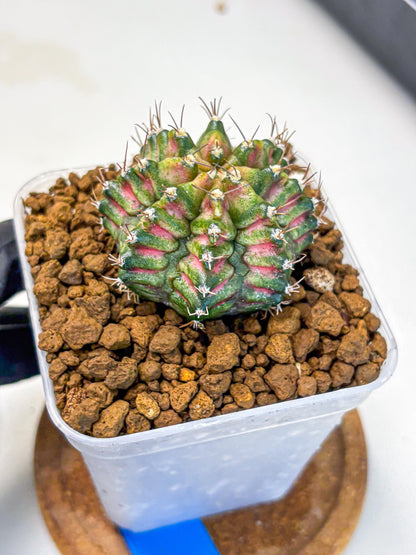 Gymnocalycium T-Rex (gy10) (bb) | Variegated Cactus