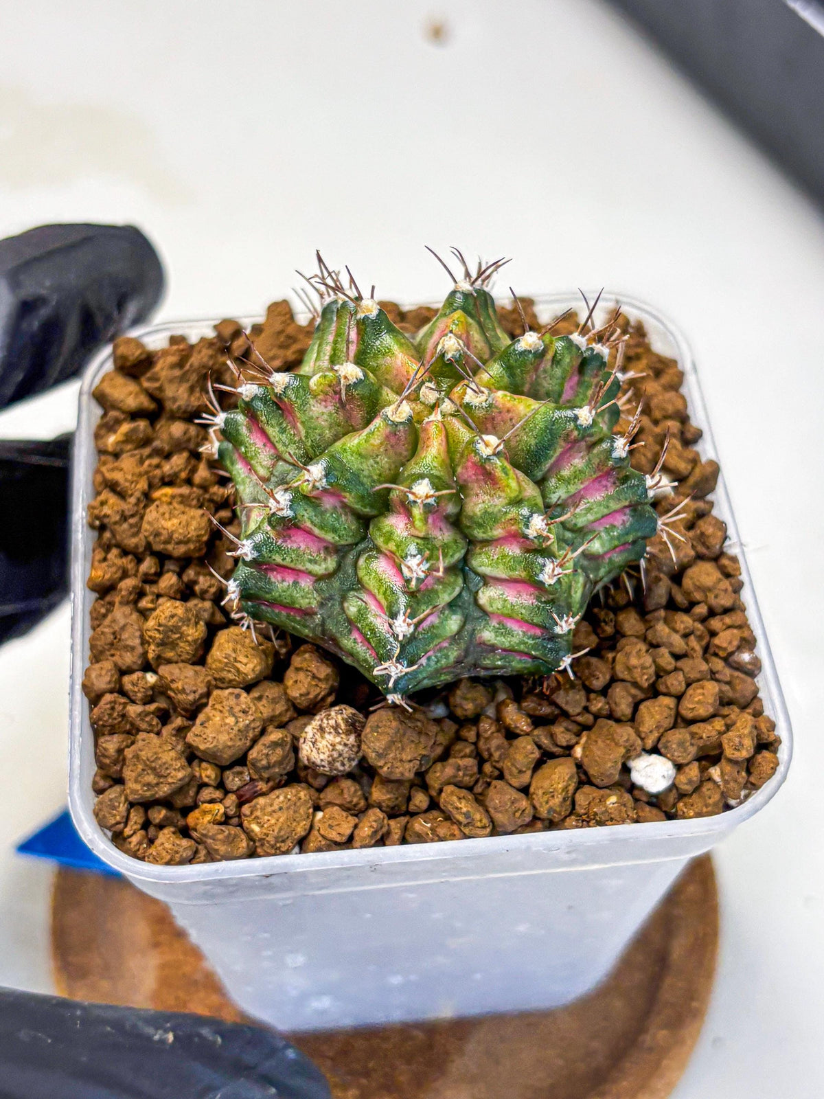 Gymnocalycium T-Rex (gy10) (bb) | Variegated Cactus