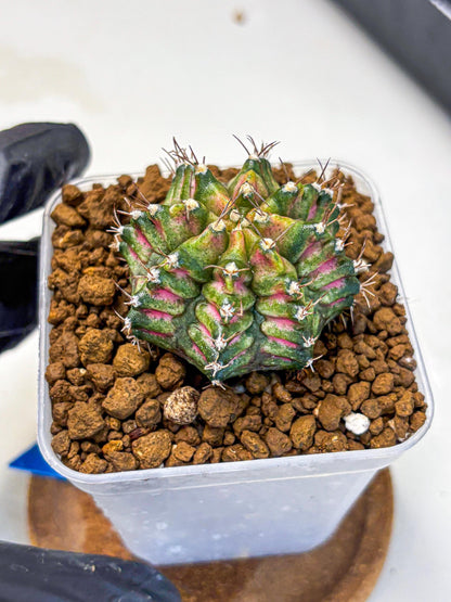 Gymnocalycium T-Rex (gy10) (bb) | Variegated Cactus