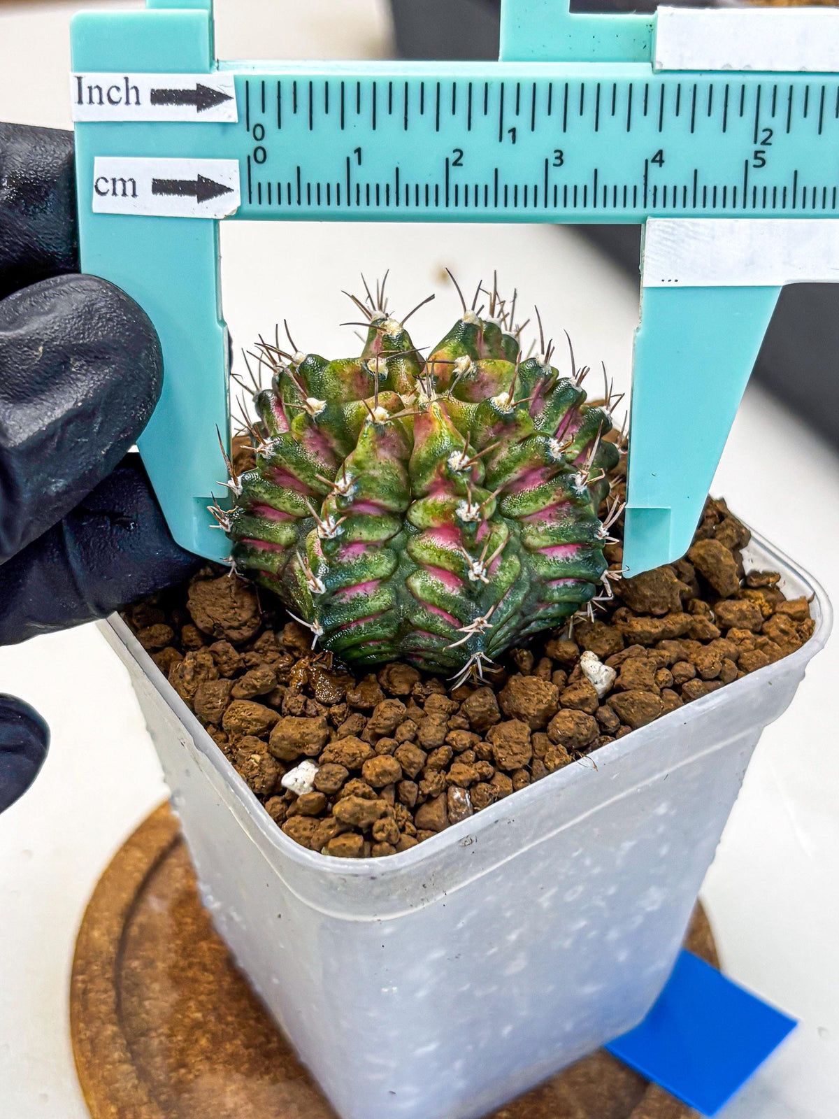 Gymnocalycium T-Rex (gy10) (bb) | Variegated Cactus