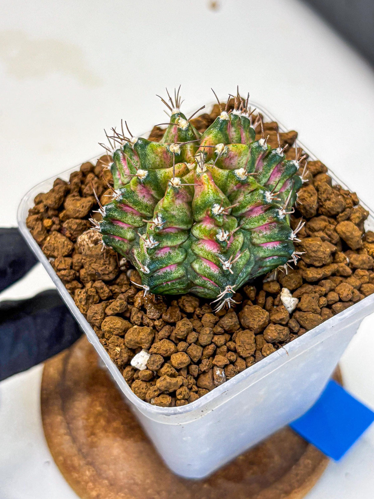 Gymnocalycium T-Rex (gy10) (bb) | Variegated Cactus