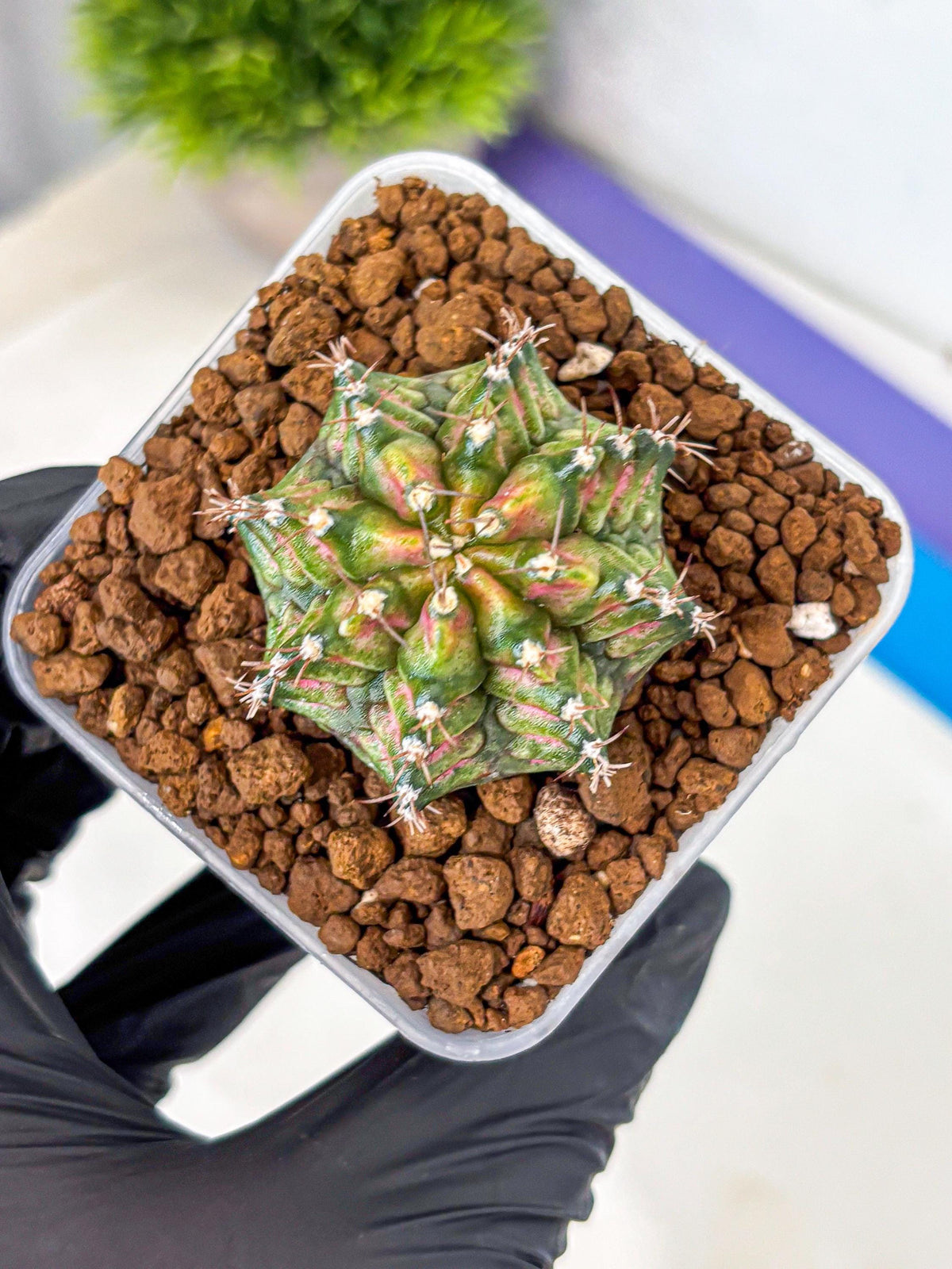 Gymnocalycium T-Rex (gy10) (bb) | Variegated Cactus