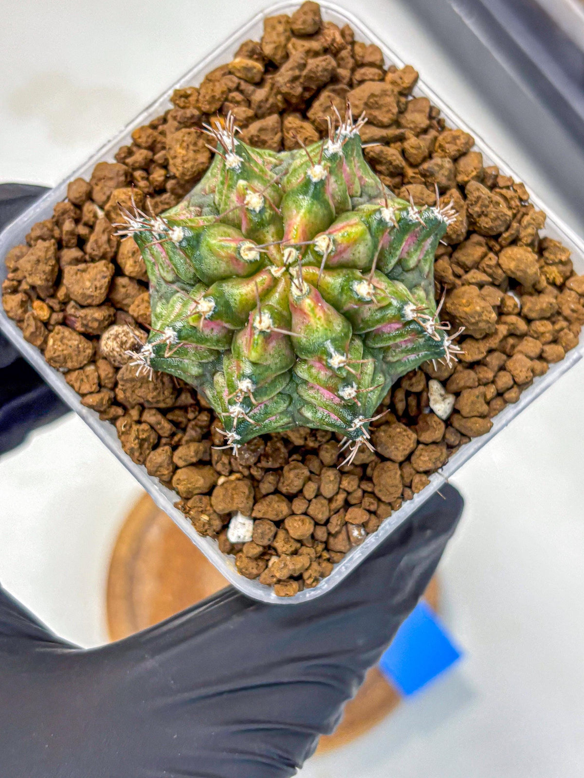 Gymnocalycium T-Rex (gy10) (bb) | Variegated Cactus