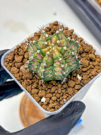 Gymnocalycium T-Rex (gy10) (bb) | Variegated Cactus