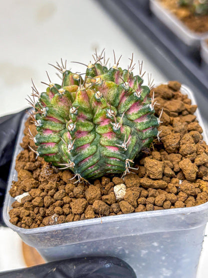 Gymnocalycium T-Rex (gy10) (bb) | Variegated Cactus