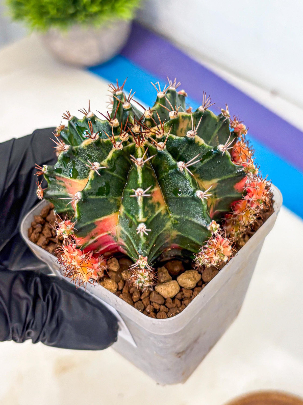 Gymnocalycium Earth Core (gy7) (5) | Collector’s Edition