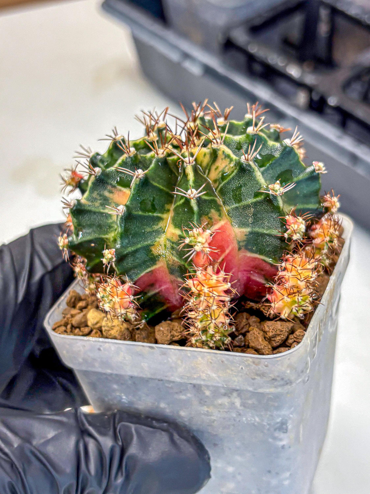 Gymnocalycium Earth Core (gy7) (5) | Collector’s Edition