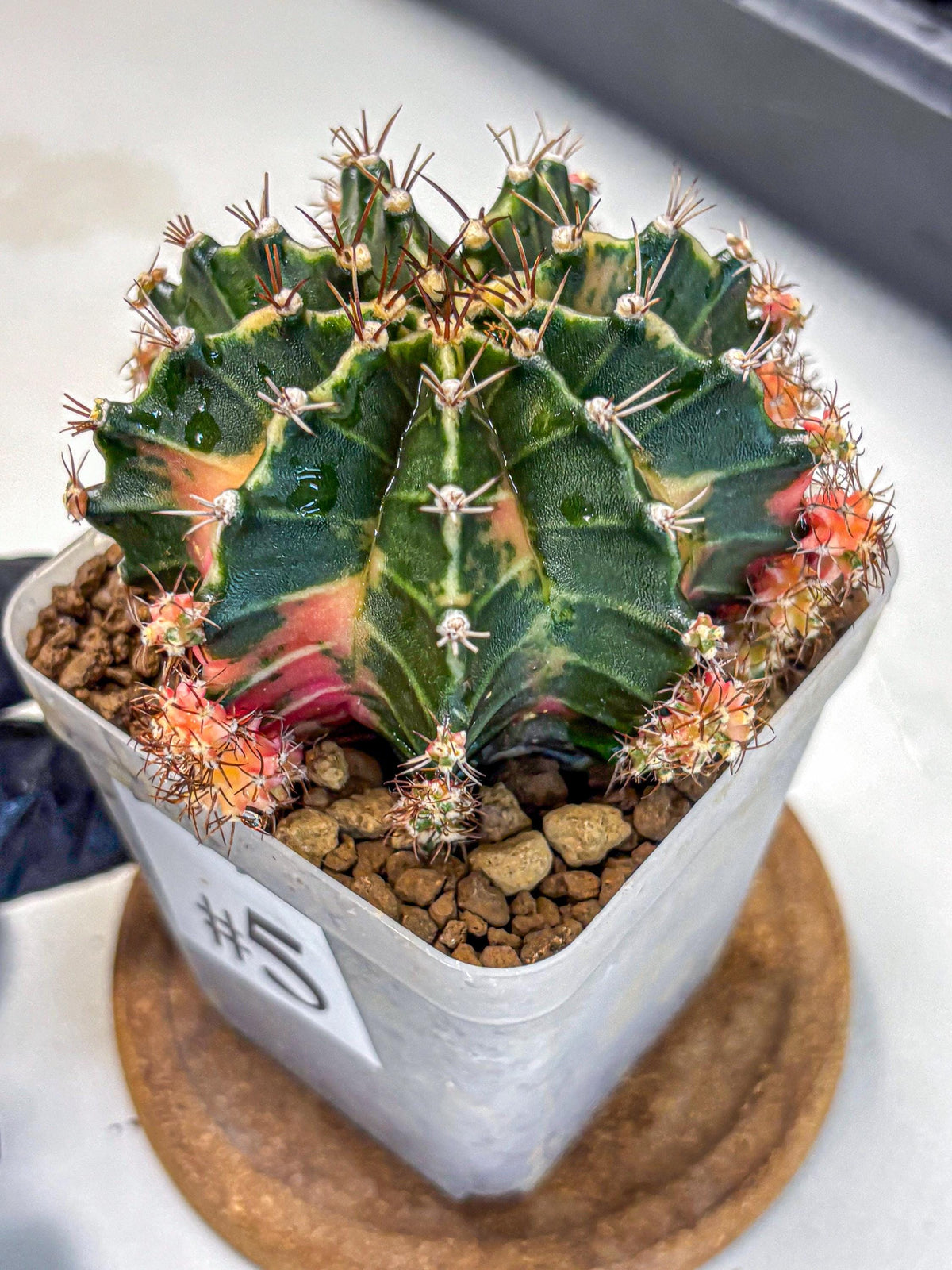 Gymnocalycium Earth Core (gy7) (5) | Collector’s Edition