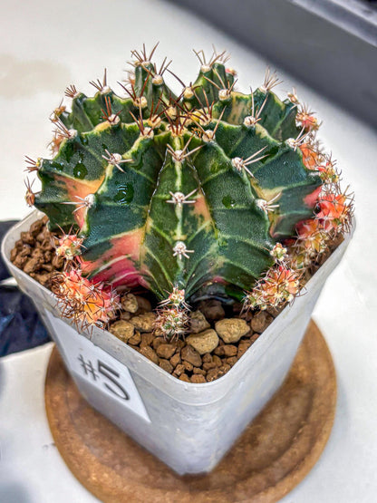 Gymnocalycium Earth Core (gy7) (5) | Collector’s Edition