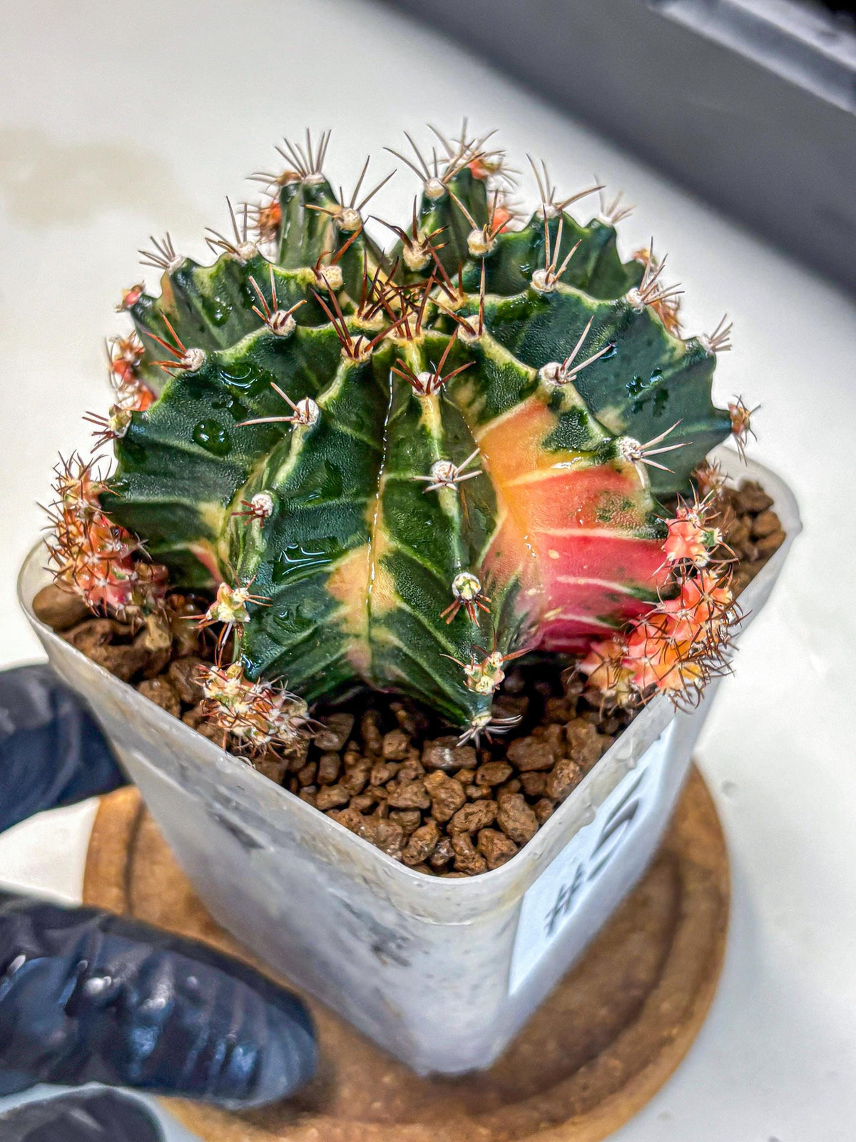 Gymnocalycium Earth Core (gy7) (5) | Collector’s Edition