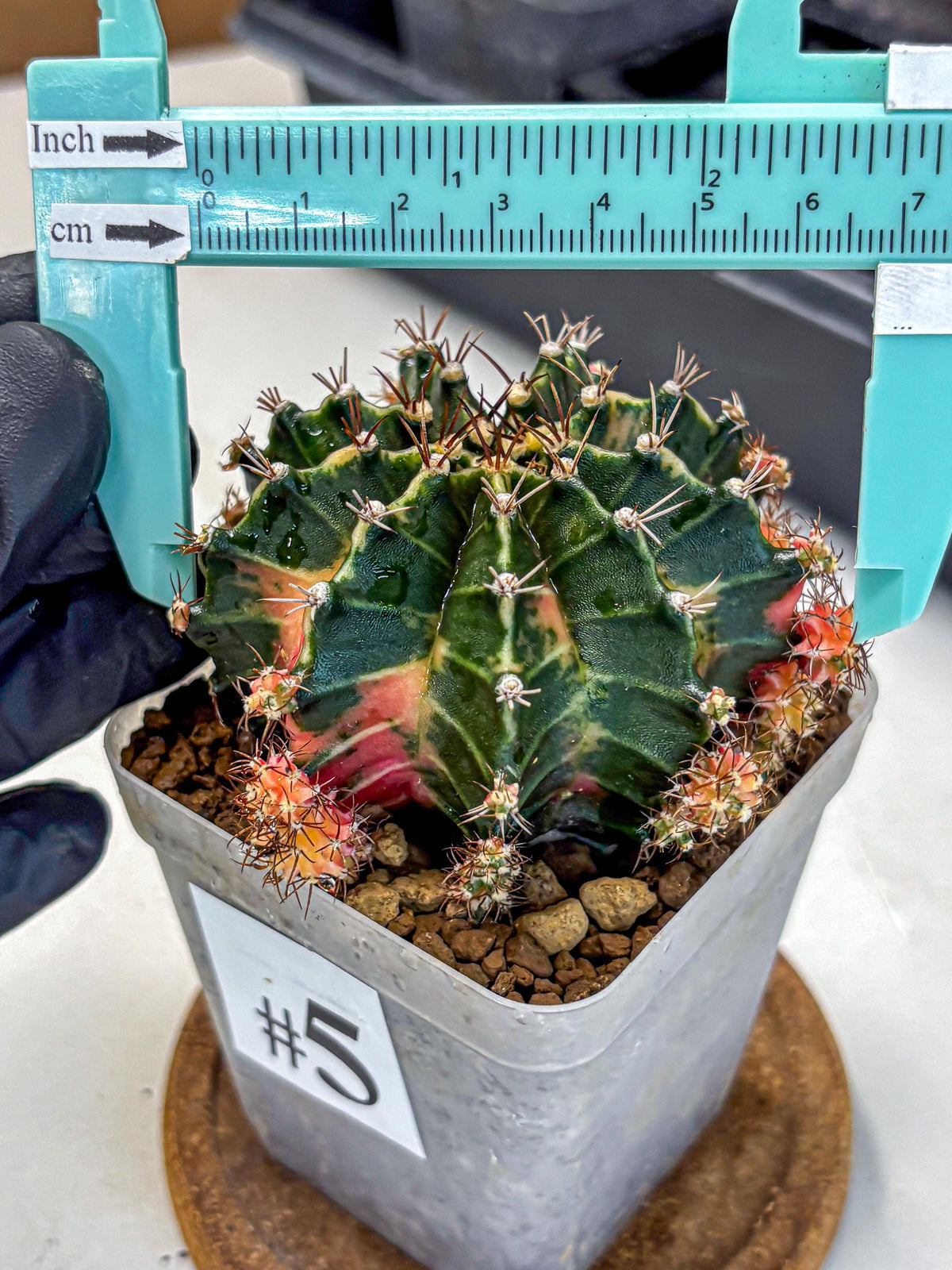 Gymnocalycium Earth Core (gy7) (5) | Collector’s Edition