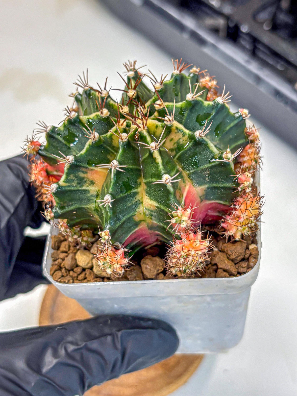 Gymnocalycium Earth Core (gy7) (5) | Collector’s Edition