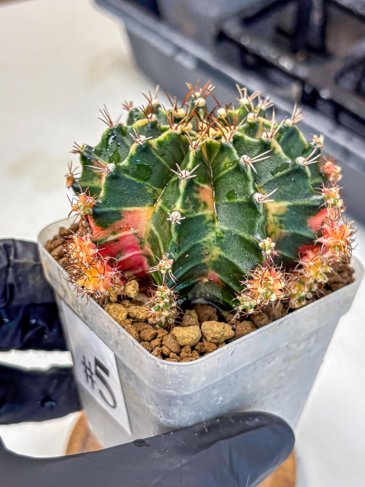 Gymnocalycium Earth Core (gy7) (5) | Collector’s Edition