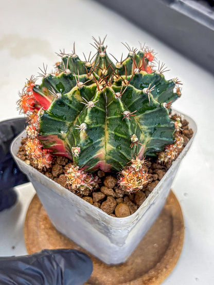 Gymnocalycium Earth Core (gy7) (5) | Collector’s Edition