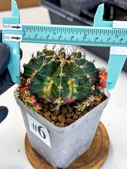 Gymnocalycium Earth Core (gy7) (6) | Collector’s Edition