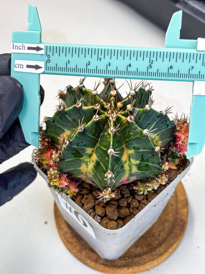 Gymnocalycium Earth Core (gy7) (6) | Collector’s Edition