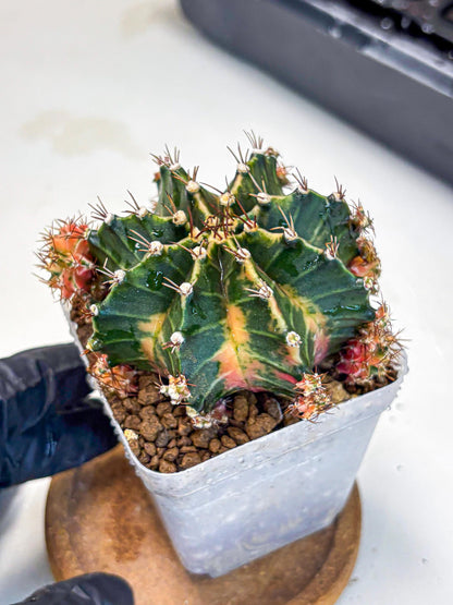 Gymnocalycium Earth Core (gy7) (6) | Collector’s Edition