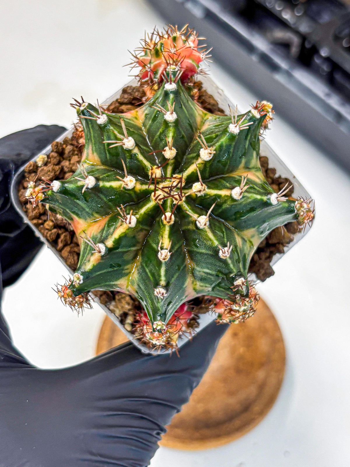Gymnocalycium Earth Core (gy7) (6) | Collector’s Edition
