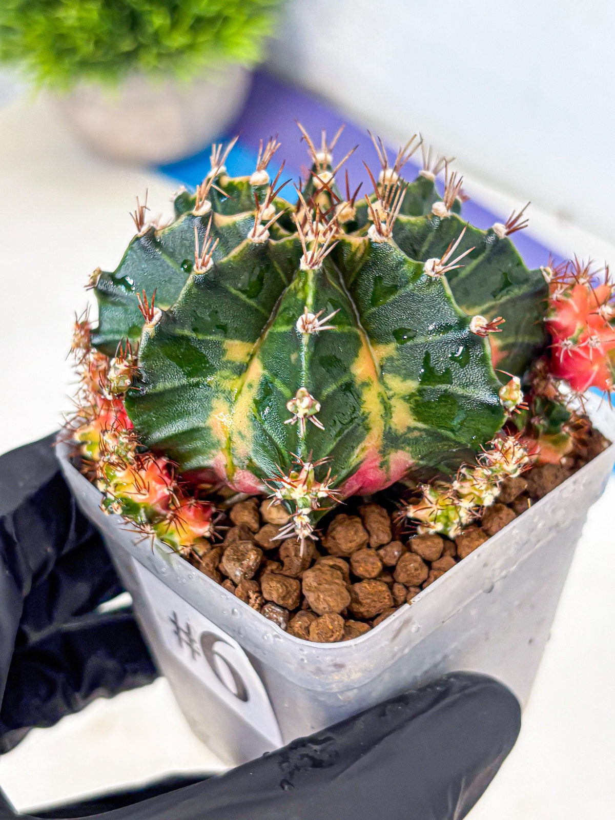 Gymnocalycium Earth Core (gy7) (6) | Collector’s Edition