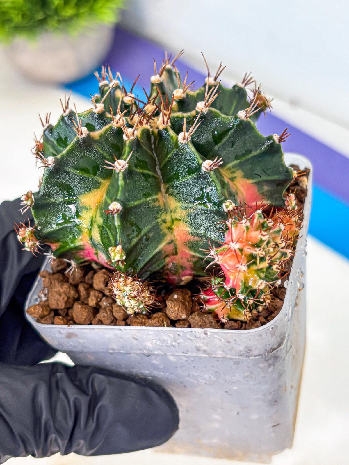 Gymnocalycium Earth Core (gy7) (6) | Collector’s Edition