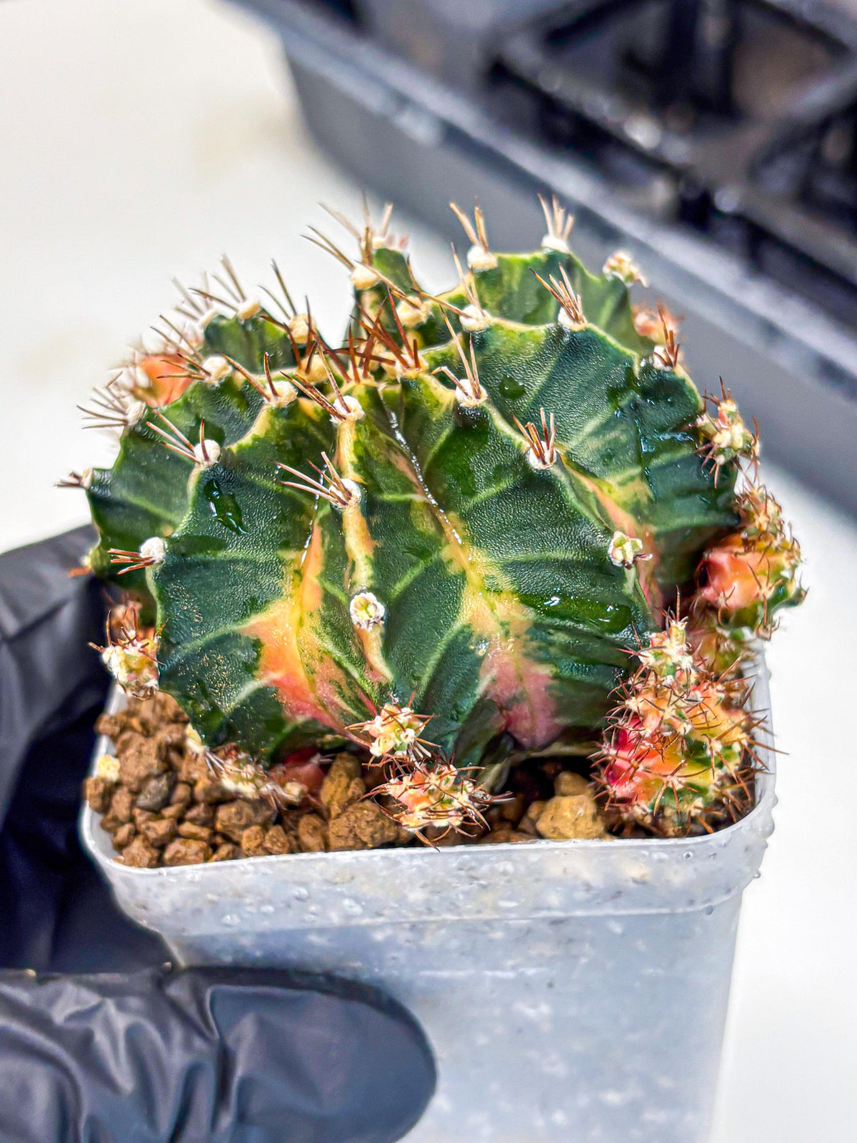 Gymnocalycium Earth Core (gy7) (6) | Collector’s Edition