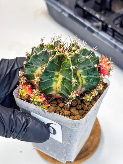 Gymnocalycium Earth Core (gy7) (6) | Collector’s Edition